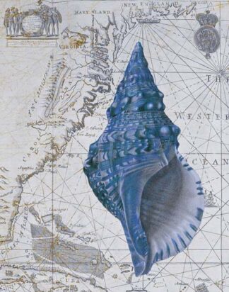 Seashell Collection 1 a