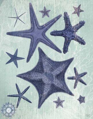 Seashell Collection 2 d