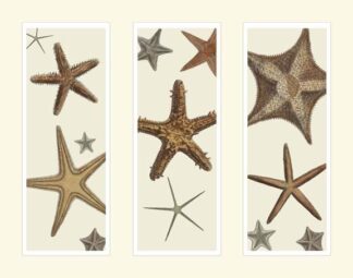 Starfish Print on 3 Panels