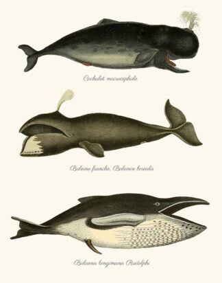 Trio of Vintage Whales