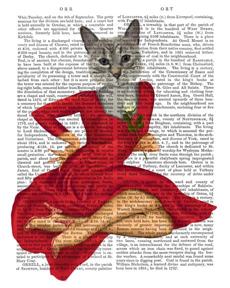 Grey Cat with White Rose