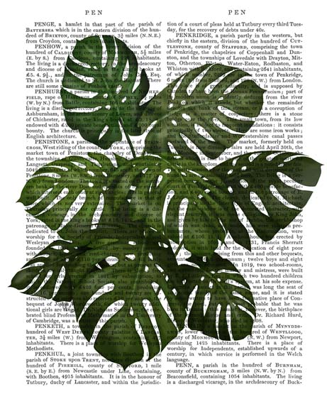 Monstera Plant, Green on White