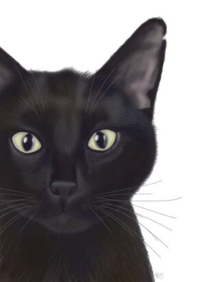 Cat, Portrait of Gus