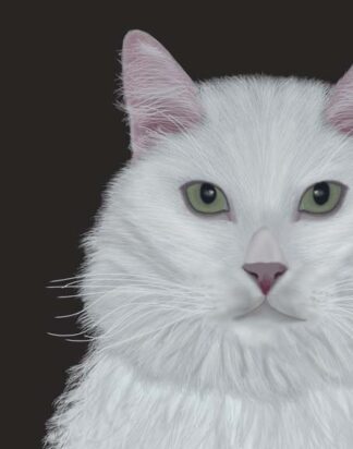 Cat, White Portrait on Dark Grey