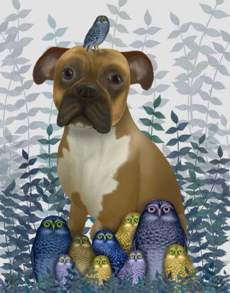 Boxer and Owls