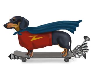 Dachshund On Skateboard