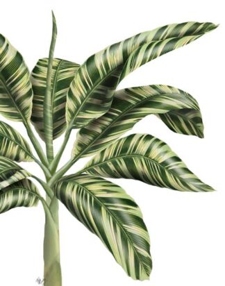 Banana Tree 3, Green