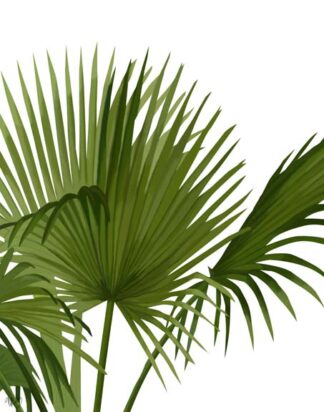 Fan Palm 1, Green on White
