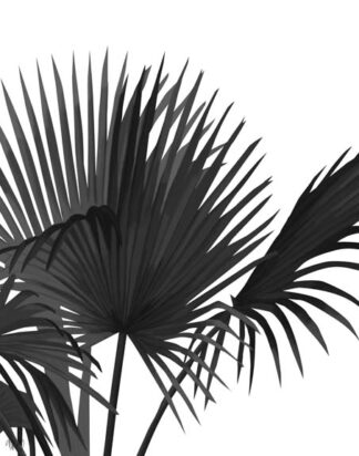 Fan Palm 1, Black On White