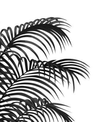 Palm Leaf 1, Black On White