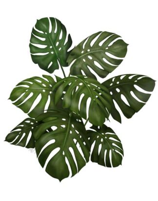 Monstera Plant, Green on White