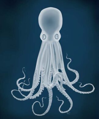 Octopus 8, White on Blue