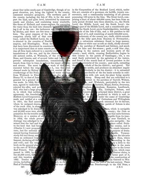 Dog Au Vin, Scottish Terrier