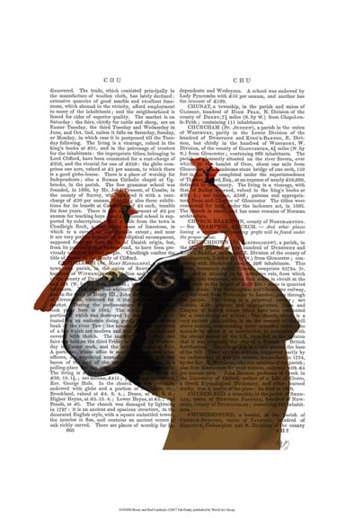 Boxer and Red Cardinals