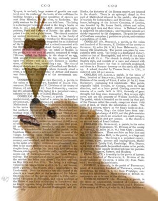 Pomeranian Ice Cream