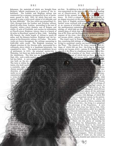 Springer Spaniel, Black, Bebe,Ice Cream