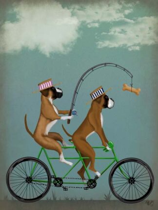 Boxer Tandem