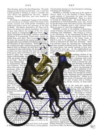 Black Labrador Tandem