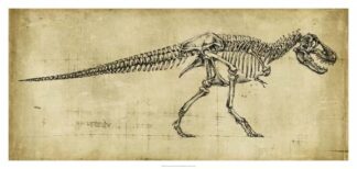 Tyrannosaurus Rex Study