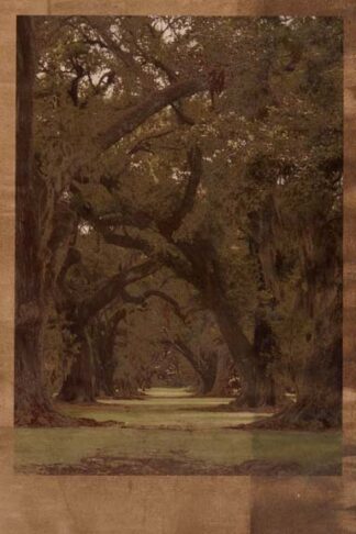 Low Country Trees I