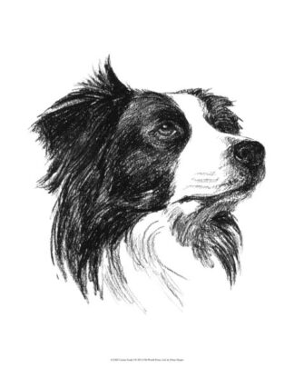 Canine Study I