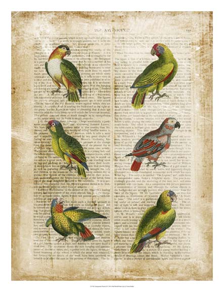 Antiquarian Parrots II