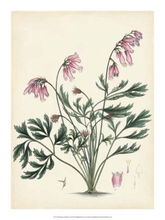 Splendors of Botany VII