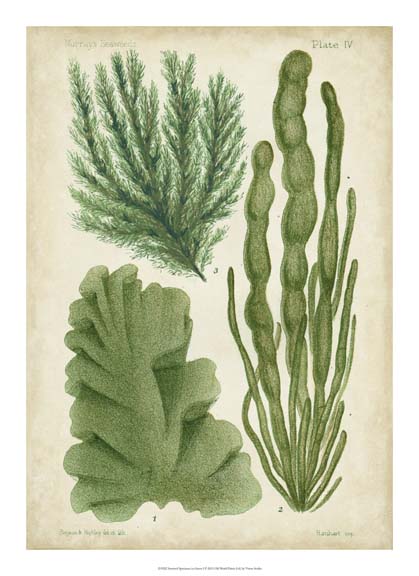 Seaweed Specimen in Green I