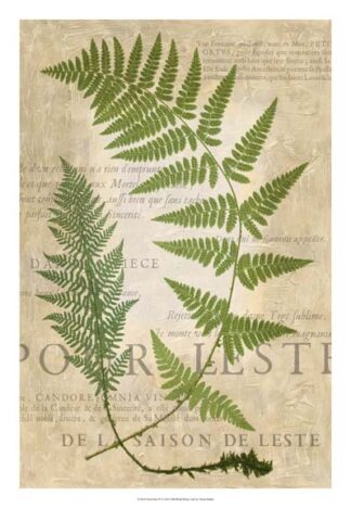 Fern Folio IV