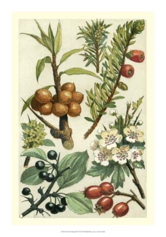 Fruits & Foliage III