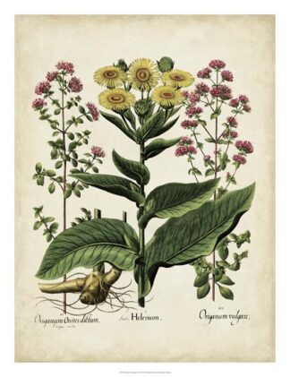 Besler Florilegium I
