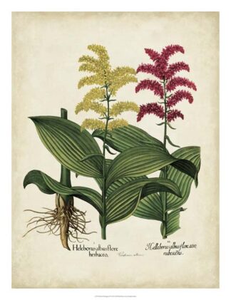 Besler Florilegium II