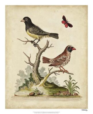 Edwards Bird Pairs I