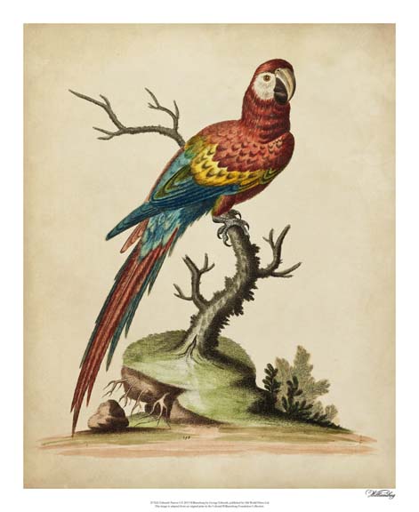 Edwards Parrots I