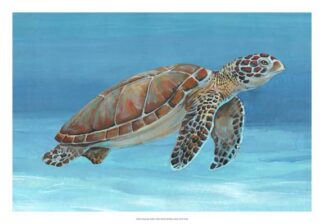 Ocean Sea Turtle I
