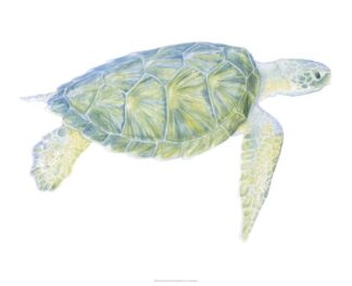 Tranquil Sea Turtle I