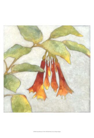 Fuchsia Blooms I
