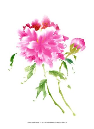 Peonies in Pink I