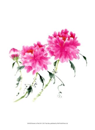 Peonies in Pink III