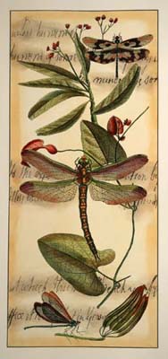 Elongated Dragonfly Gathering II