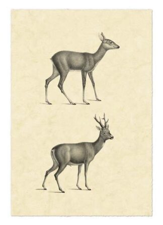 Vintage Deer I