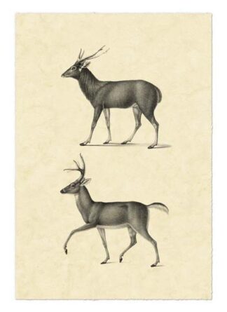 Vintage Deer II