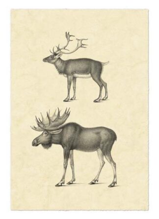Vintage Elk