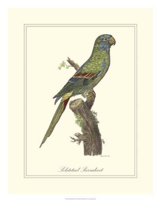 Solstitial Parrakeet