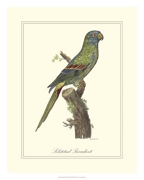 Solstitial Parrakeet