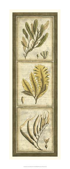 Exotic Seaweed Panel II