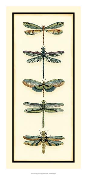 Dragonfly Collector II