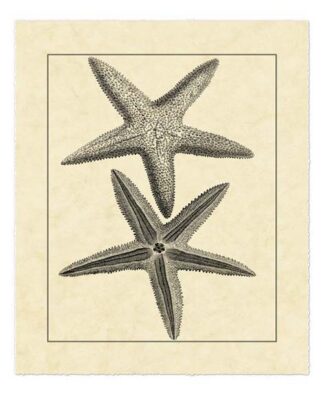 Antique&Deckle Vintage Starfish I