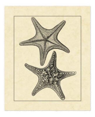 Antique&Deckle Vintage Starfish II