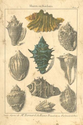 Seaside Treasures II